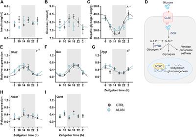 Exposure to dim light at night alters daily rhythms of glucose and lipid metabolism in rats